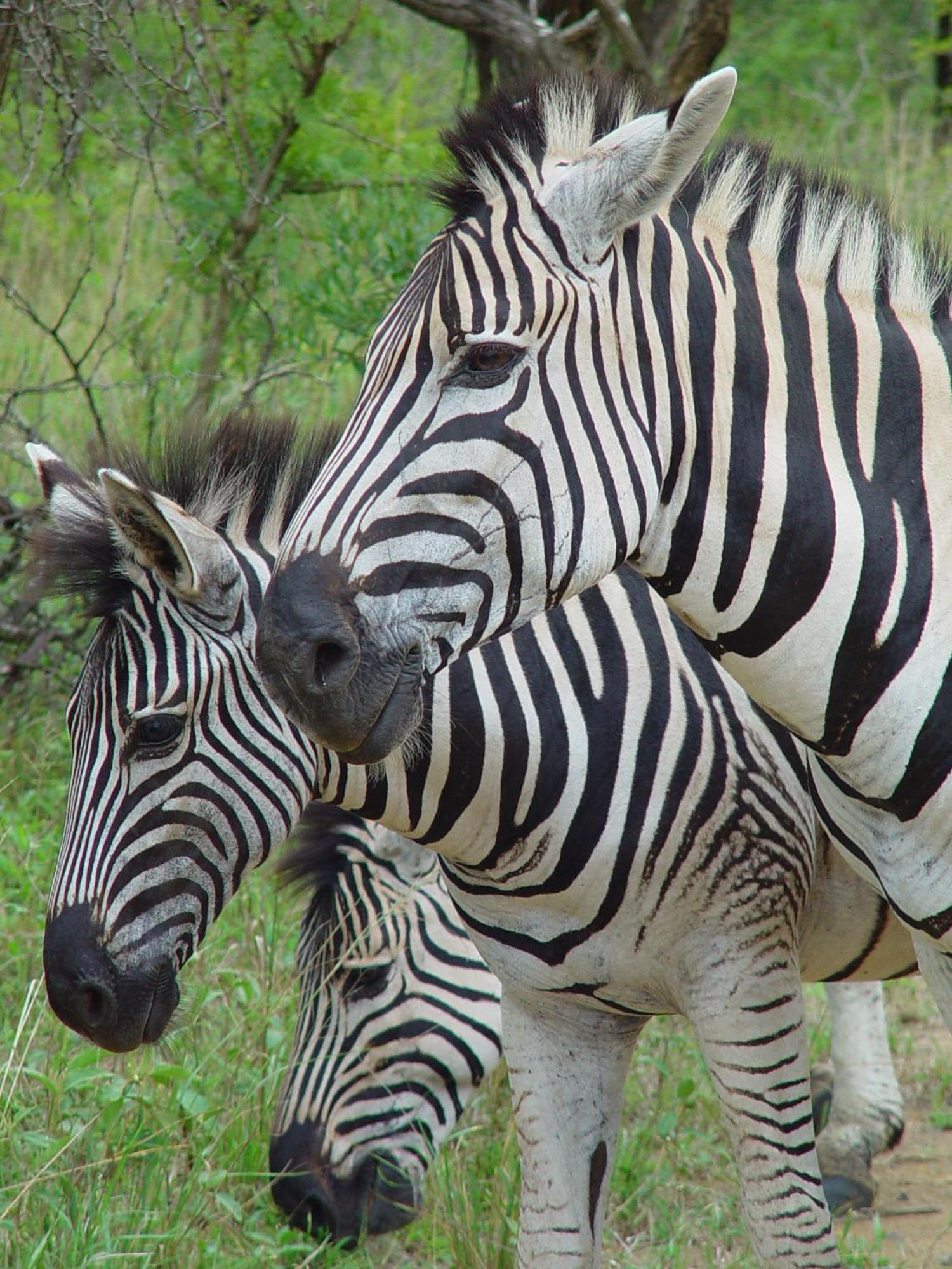 Rhino Walking Safaris Hotel Skukuza Exterior photo